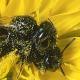 Les abeilles sauvages de Suisse Panurge calcaire - Panurgus calcaratus