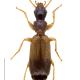 Carabes de Suisse  - Paradromius linearis linearis
