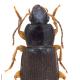 Carabes de Suisse  - Parophonus maculicornis