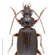 Carabes de Suisse  - Patrobus australis