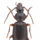 Carabes de Suisse  - Patrobus septentrionis