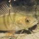 Poissons de Suisse Perche  - Perca fluviatilis 
