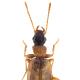 Carabes de Suisse  - Philorhizus melanocephalus