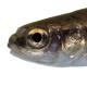 Poissons de Suisse Sanguinerola italiana  - Phoxinus lumaireul 