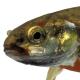 Poissons de Suisse Vairon commun  - Phoxinus phoxinus 