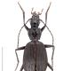 Carabes de Suisse  - Platynus depressus