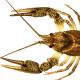  Ecrevisse à pattes grêles, ecrevisse turque - Pontastacus leptodactylus