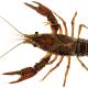  Ecrevisse rouge de Louisiane - Procambarus clarkii
