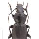 Carabes de Suisse  - Pterostichus aethiops