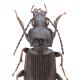 Carabes de Suisse  - Pterostichus anthracinus anthracinus