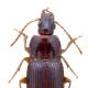 Carabes de Suisse  - Pterostichus apenninus