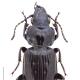 Carabes de Suisse  - Pterostichus aterrimus aterrimus