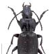 Carabes de Suisse  - Pterostichus cribratus