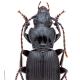 Carabes de Suisse  - Pterostichus cristatus cristatus