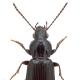 Carabes de Suisse  - Pterostichus diligens