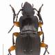 Carabes de Suisse  - Pterostichus flavofemoratus flavofemoratus