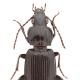 Carabes de Suisse  - Pterostichus gracilis gracilis