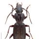 Carabes de Suisse  - Pterostichus honnoratii ludovici