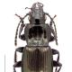 Carabes de Suisse  - Pterostichus jurinei