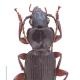 Carabes de Suisse  - Pterostichus macer macer