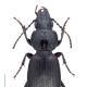 Carabes de Suisse  - Pterostichus madidus