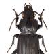 Carabes de Suisse  - Pterostichus melanarius melanarius