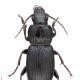 Carabes de Suisse  - Pterostichus melas
