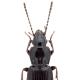 Carabes de Suisse  - Pterostichus minor minor