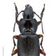 Carabes de Suisse  - Pterostichus morio morio