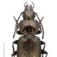 Carabes de Suisse  - Pterostichus multipunctatus