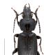 Carabes de Suisse  - Pterostichus nigrita nigrita
