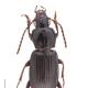 Carabes de Suisse  - Pterostichus oenotrius