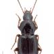 Carabes de Suisse  - Pterostichus ovoideus ovoideus
