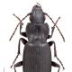 Carabes de Suisse  - Pterostichus panzeri panzeri