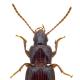 Carabes de Suisse  - Pterostichus pumilio pumilio