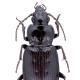 Carabes de Suisse  - Pterostichus quadrifoveolatus