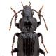 Carabes de Suisse  - Pterostichus rhaeticus