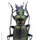 Carabes de Suisse  - Pterostichus rutilans