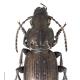 Carabes de Suisse  - Pterostichus selmanni prevostii