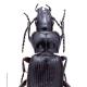 Carabes de Suisse  - Pterostichus spinolae