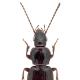 Carabes de Suisse  - Pterostichus strenuus