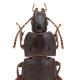 Carabes de Suisse  - Pterostichus unctulatus