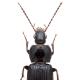 Carabes de Suisse  - Pterostichus vernalis