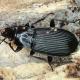 Carabes de Suisse  - Pterostichus niger niger