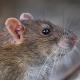 Les espèces néozones de Suisse Rat surmulot - Rattus norvegicus