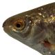 Poissons de Suisse Triotto - Rutilus aula 