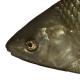 Poissons de Suisse Pigo - Rutilus pigus 