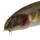 Poissons de Suisse Cobite mascherato  - Sabanejewia larvata 