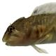 Poissons de Suisse Blennie fluviatile ou cagnetta  - Salaria fluviatilis 