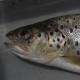 Poissons de Suisse Truite de la mer Noire ou truite danubienne  - Salmo labrax 